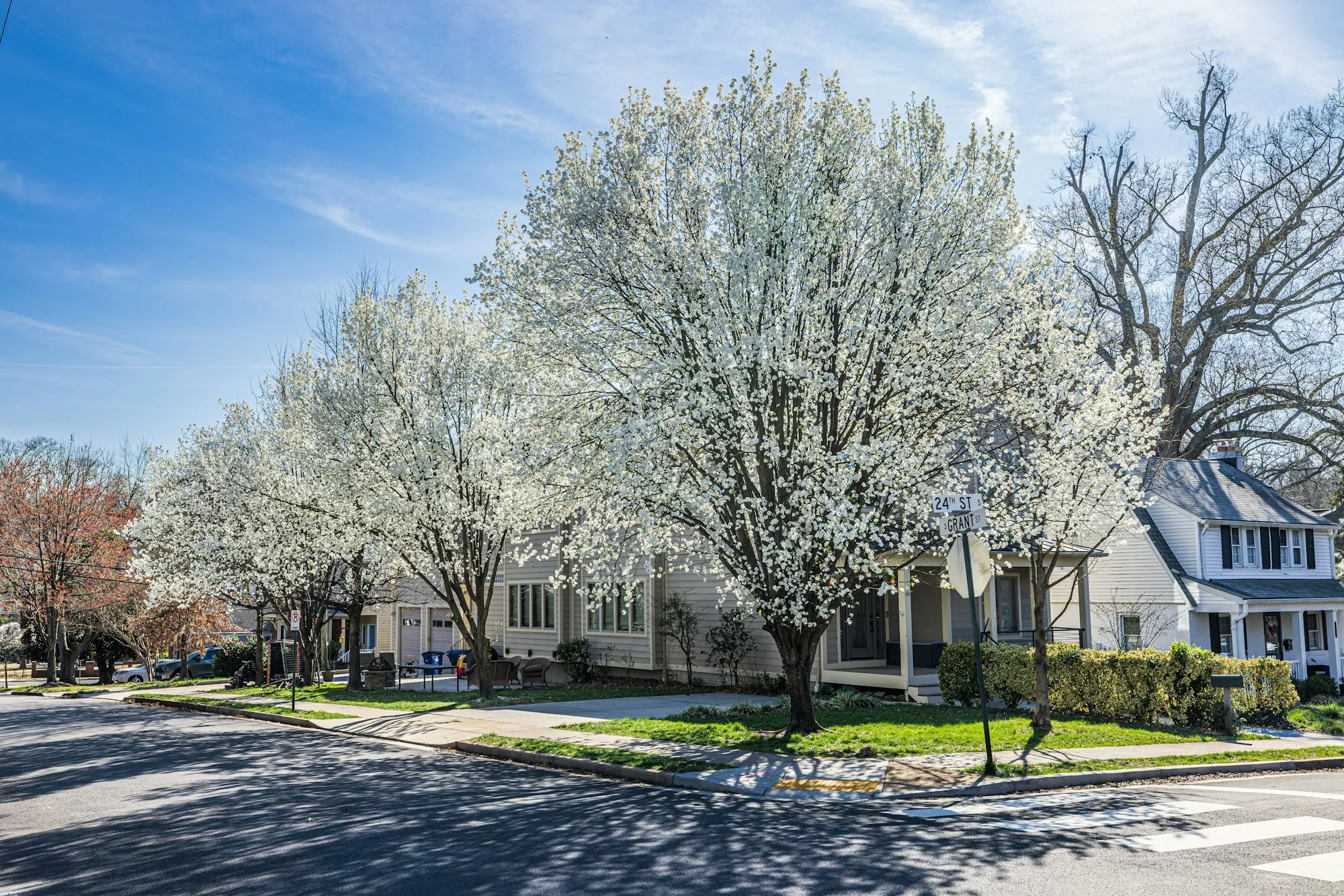 Blossoming trees along a quiet suburban street